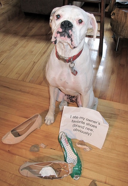 Dog shaming dog eats shoes