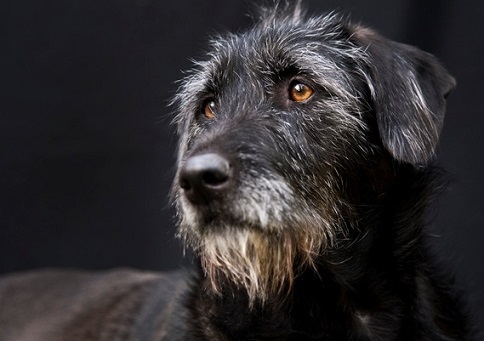 Finn the gray and black dog with a beard