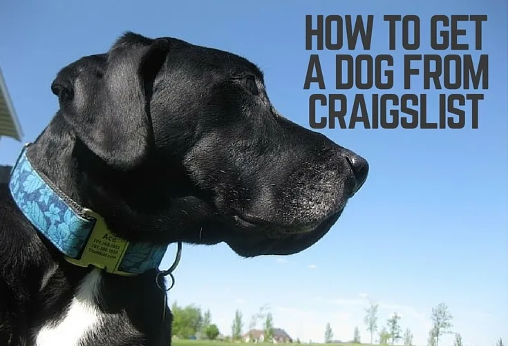 How to get a dog through Craigslist