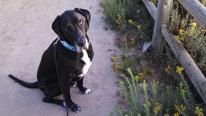 Lab mix Ace sitting by the flowers on a trail