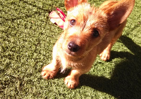 Russell the tan mixed-breed puppy