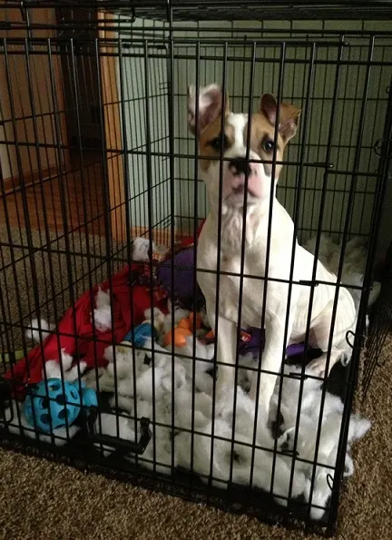 Pitbull mix ripped up her bed in her kennel