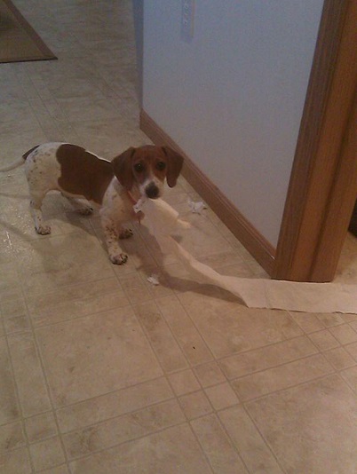 Brown and white dachshund steals toilet paper
