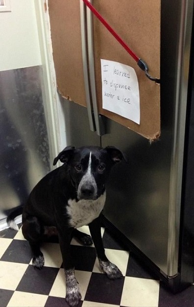 Black and white dog gets water and ice from the dispenser