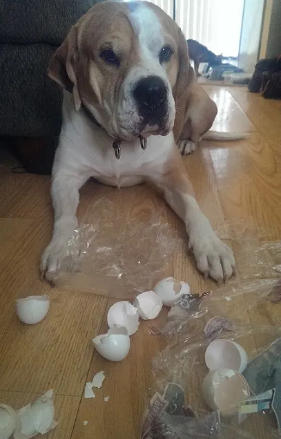 Brown and white dog got into the eggs