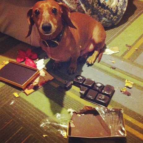 Dachshund got into the chocolates