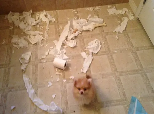 Pom dog shreads toilet paper