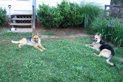 German shepherds in the yard together