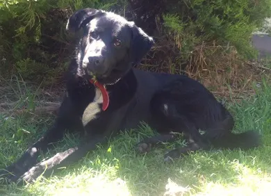 Hunter the Lab mix for adoption with Leema Rescue in South Australia