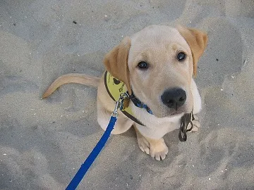 Derby the Lab in training to be a guide dog