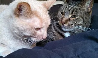 My kitties Beamer and Scout