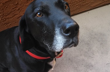 Black Lab mix with red collar