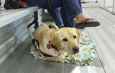 Dublin the Labrador in training to be a guide dog