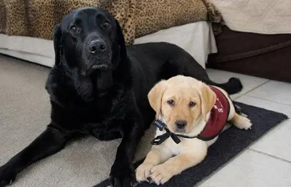 Stetson the Lab "career change" dog and Adelle, puppy in training