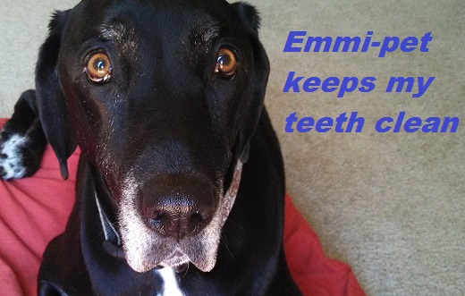 Emmi-pet review toothbrush for dogs and cats