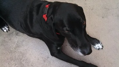 Ace the black Lab mix wearing a red collar, he's a middle-aged dog