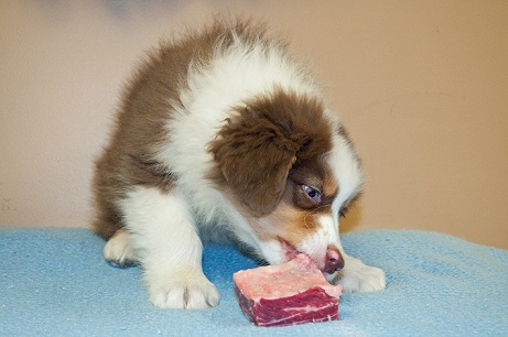 Raw fed Aussie puppy gets a taste of raw food!
