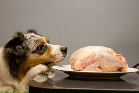 Australian shepherd gets fed a raw dog food diet - chicken