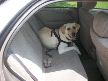 Yellow Lab Laying Down Dog Car Seat Belt