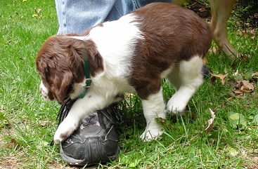 Buy a dog from a breeder - English springer spaniel puppy