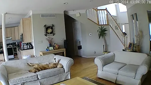 Golden retriever relaxing on the couch