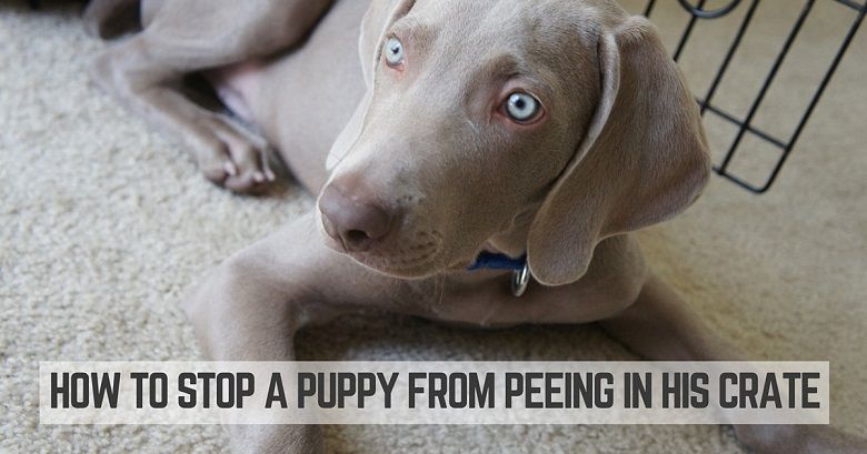 How to stop a dog from peeing in his crate