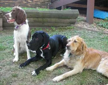 Sophie the springer, Ace the Lab mix and Elsie the golden