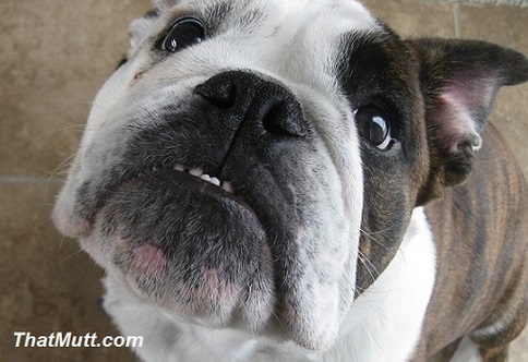 Zeus the English bulldog puppy - When can I walk my puppy after vaccinations?
