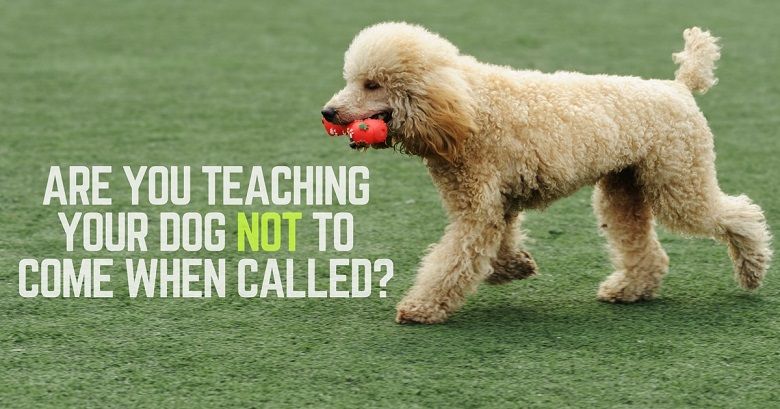 Are you teaching your dog not to come when called?