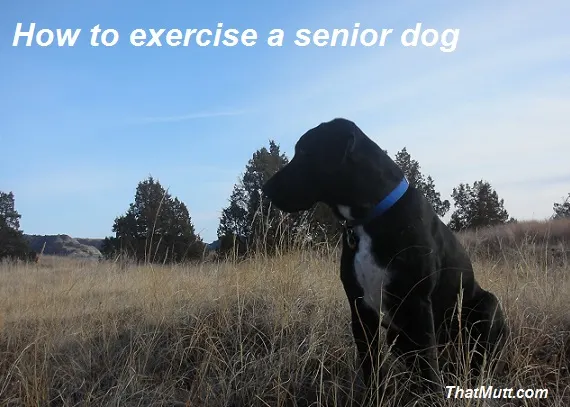 Exercise a senior dog