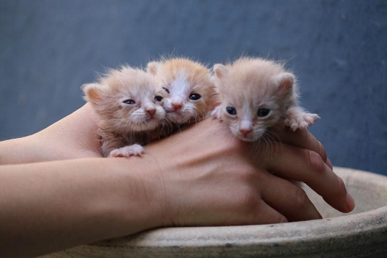 Orange kittens for adoption