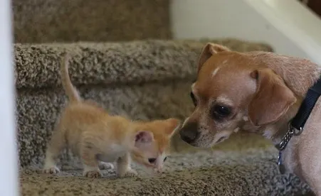 Percy the orange kitten for adoption