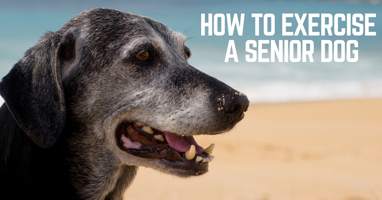 How to exercise a senior dog