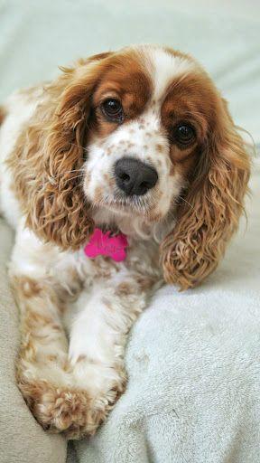 Angie the cocker spaniel for adoption Southern California