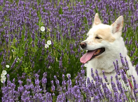 Emma the white and tan dog sitting in purple flowers