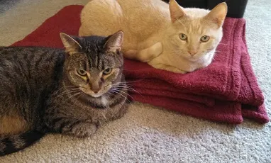 My cats Scout and Beamer