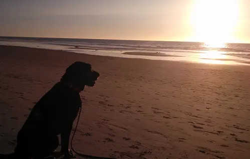 My dog Ace watching sunset