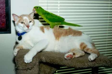Parrot sitting on cat's back