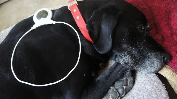 My black Lab Ace with the Assisi Loop - Assisi Loop review