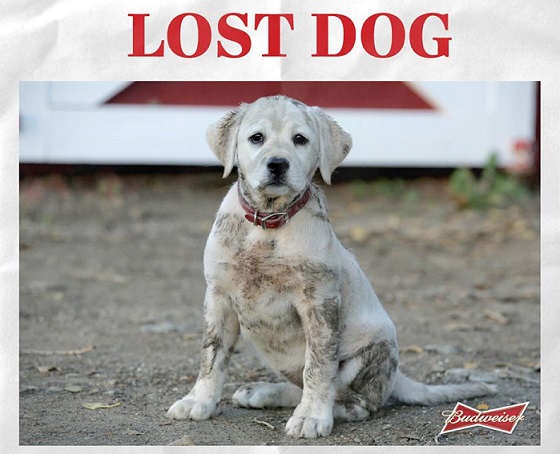 Budweiser super bowl ad 2015 lost dog