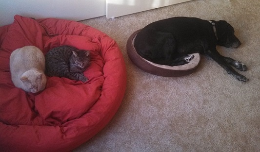 Cats stealing bed from dog