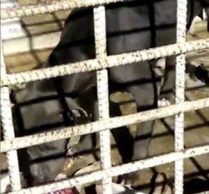 Dog recorded eating dead kennel mate