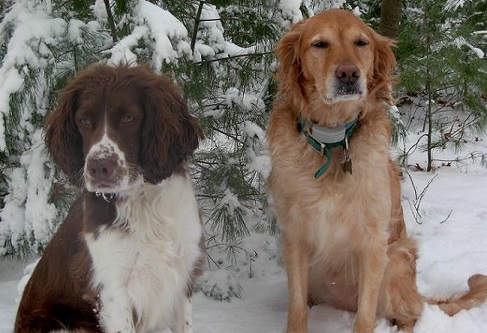 English springer spaniel and golden retriever in the snow