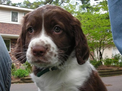 English springer spaniel puppy - Neutering puppies too young