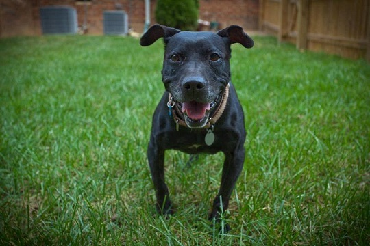 Gracie the black pitbull rescued from Michael Vick