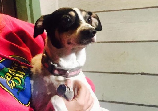 Rat terrier saves girl from potential abduction