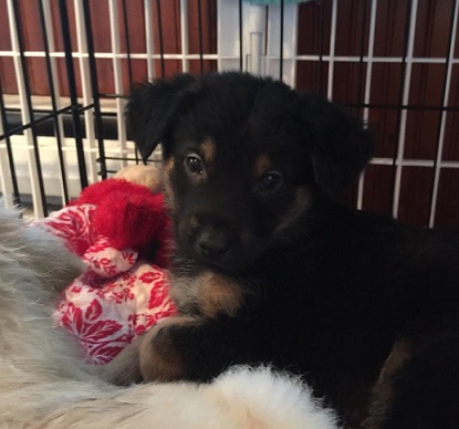 Rottweiler chow mix puppy for adoption Washington
