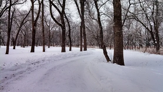 Snowy woods in North Fargo North Dakota