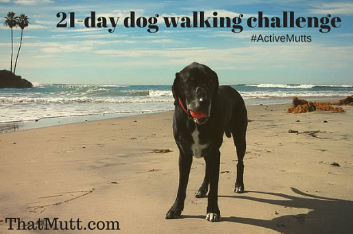 That Mutt dog walking challenge black Lab on beach