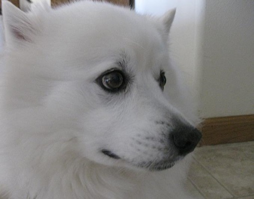 Any dog could bite - Cosmo the American Eskimo